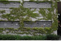 Photo Textures of Ivy